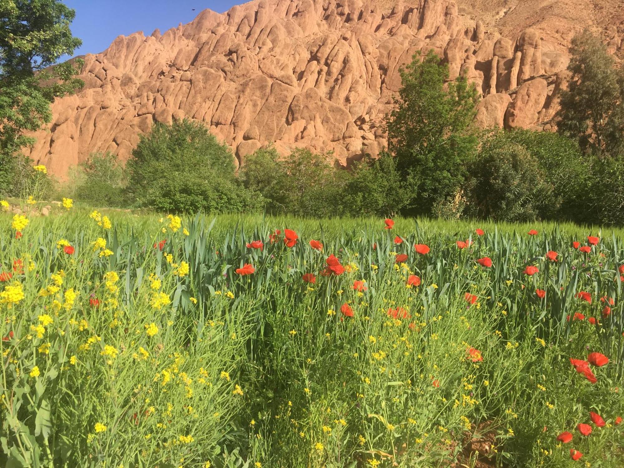 Tafsut Dades Guesthouse Stay With Locals Tamellalt  Esterno foto